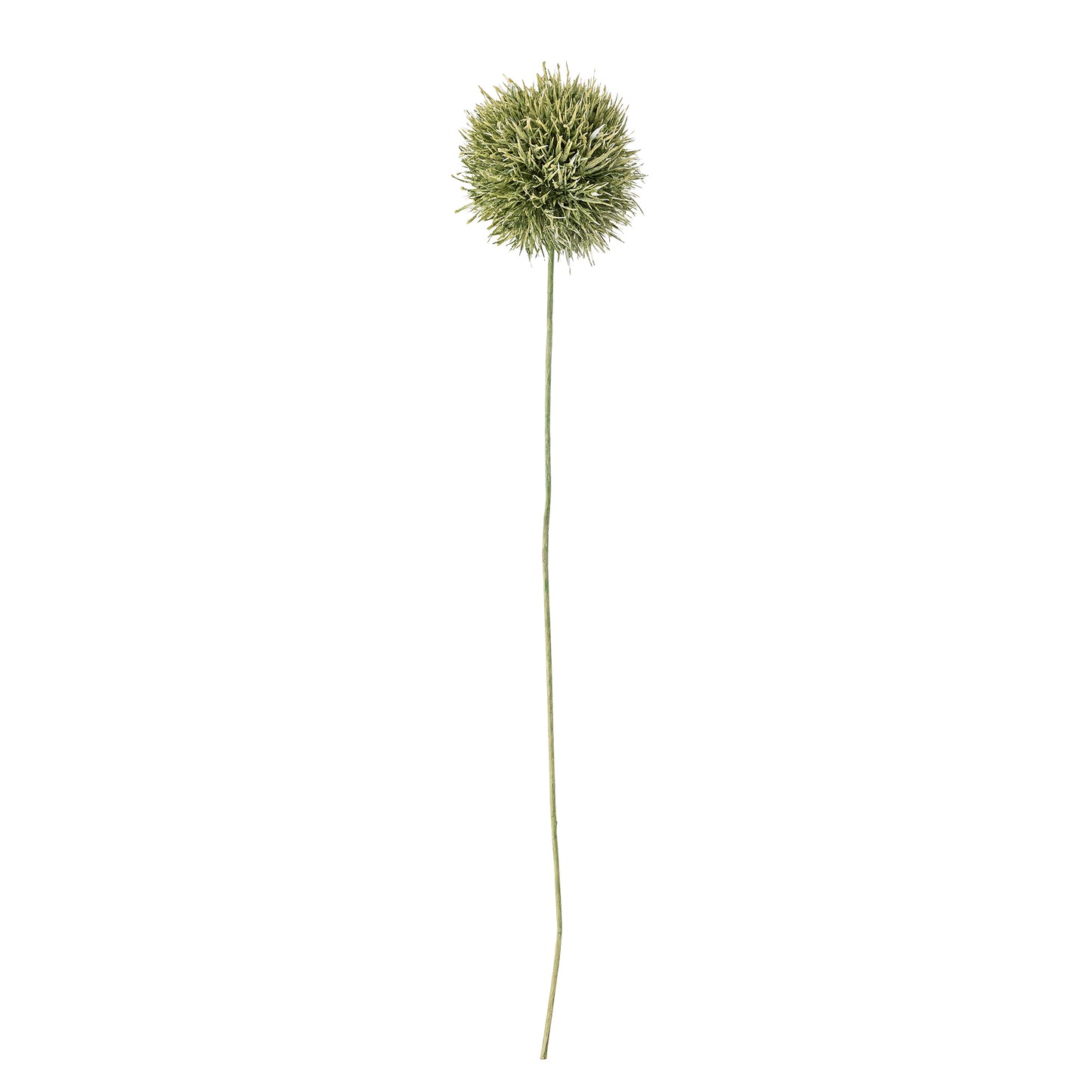Allium Green Stem