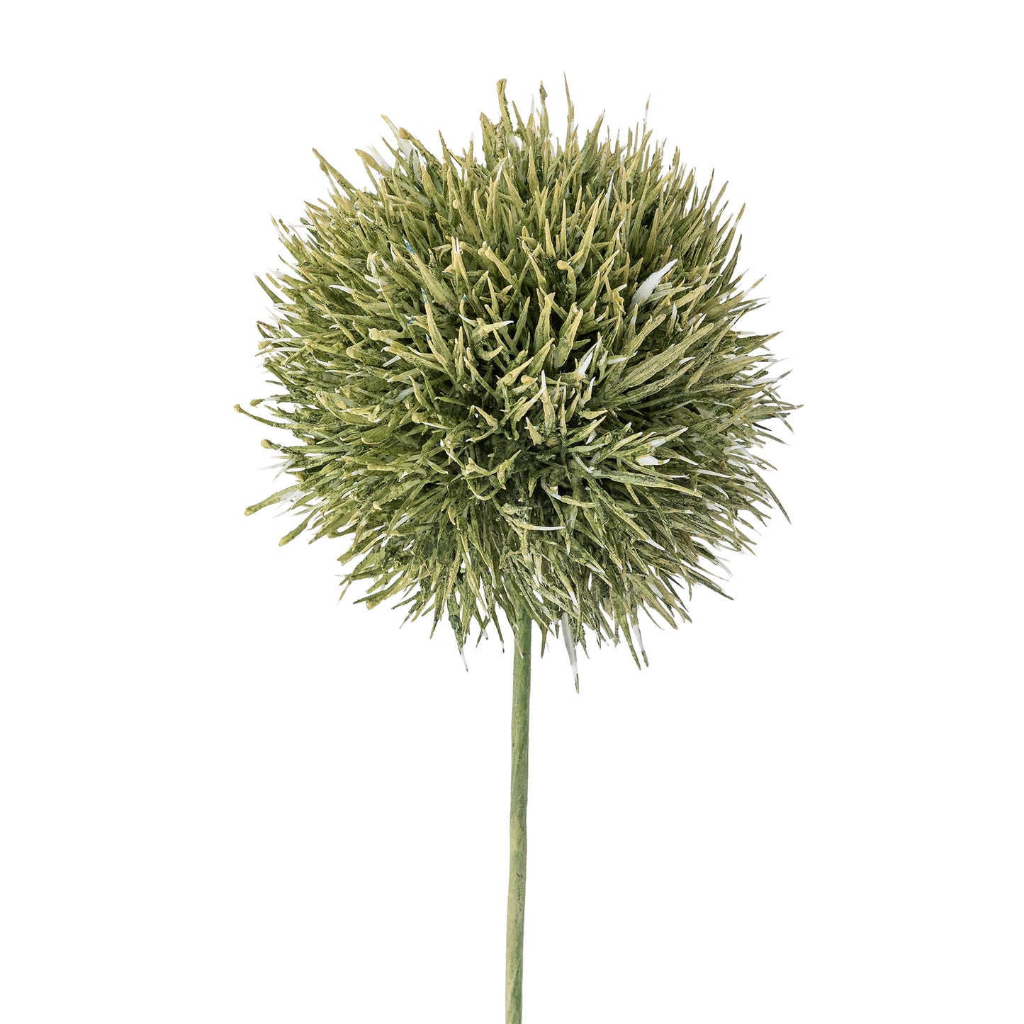 Allium Green Stem