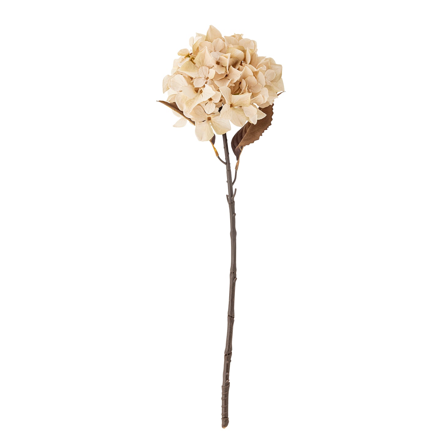 Hydrangea Stem