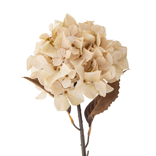 Hydrangea Stem