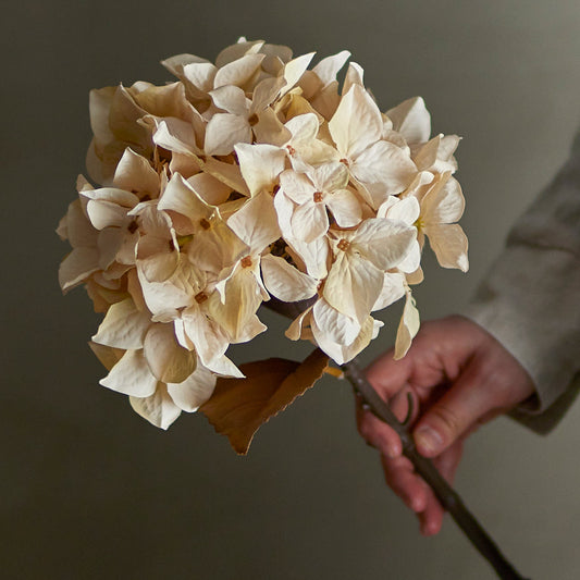 Hydrangea Stem