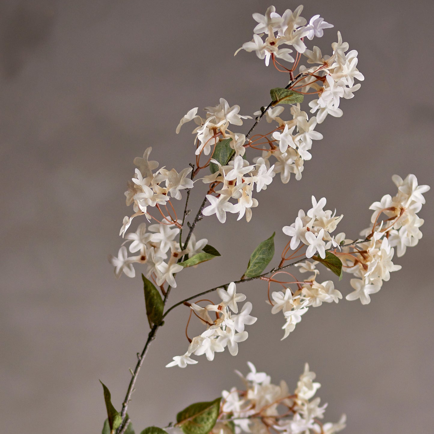 Myrtle white branch Flowers