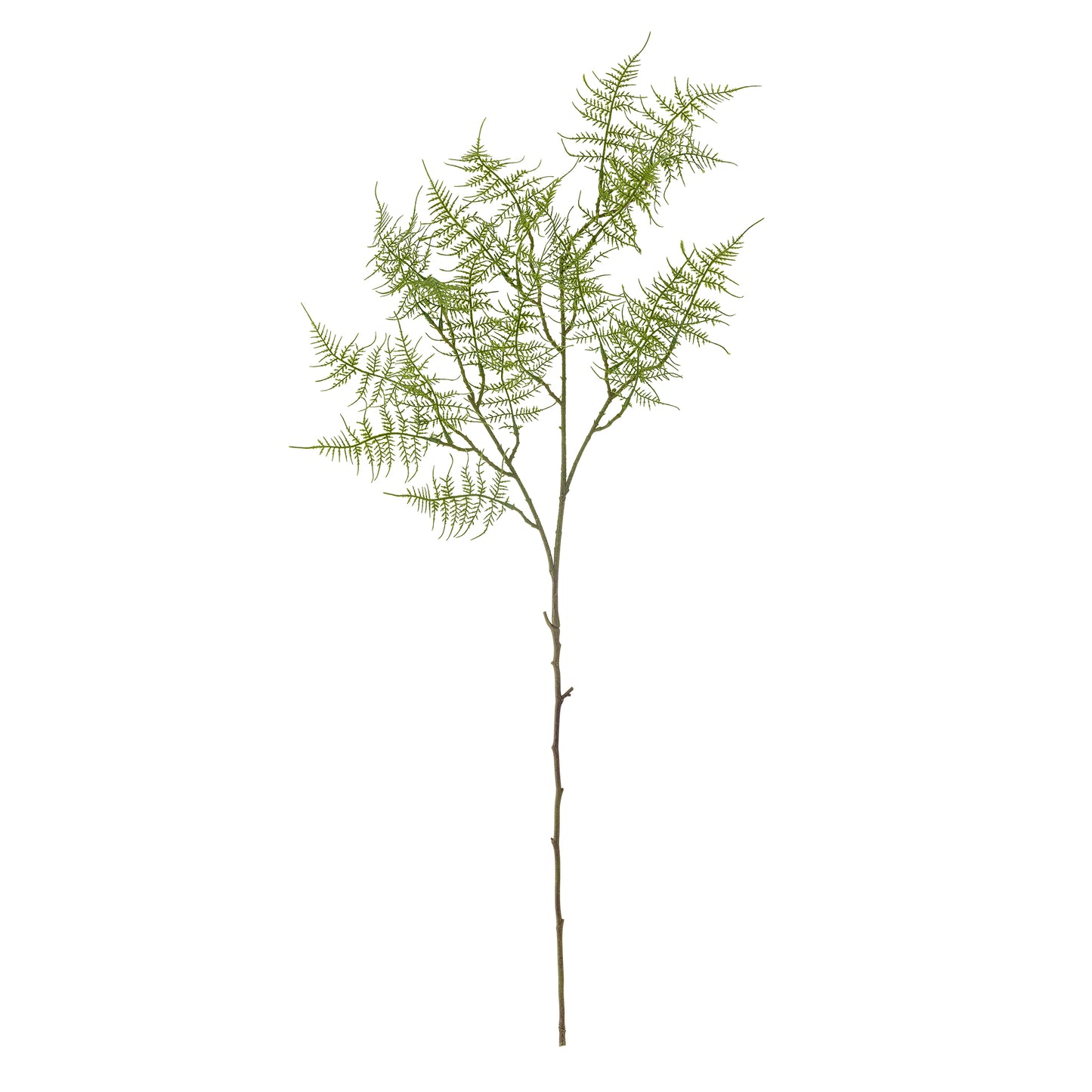 Fern Green Stem