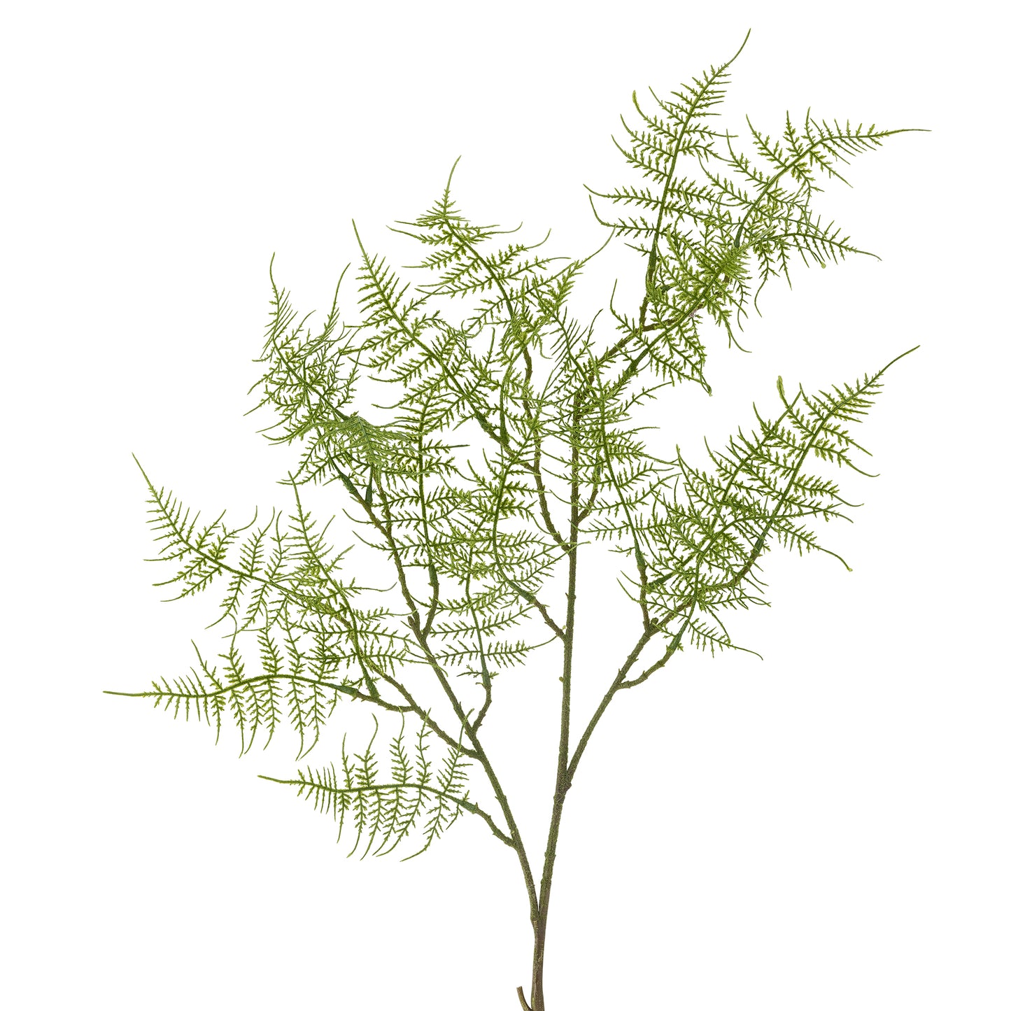 Fern Green Stem
